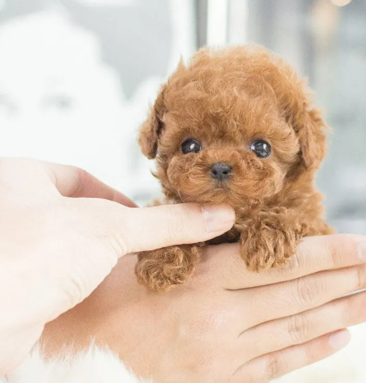 Realistic Robot Puppy